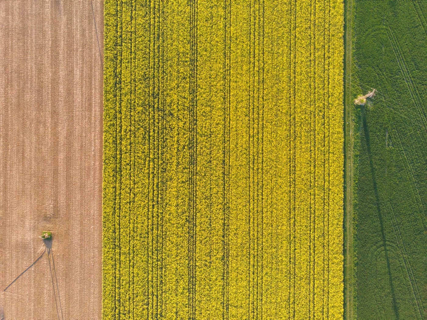 Cultivo de colza en flor visto desde arriba, con los surcos de la sembradora marcados