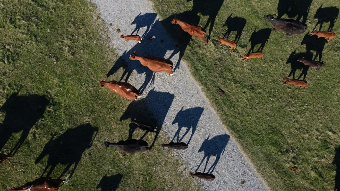 Rodeo de vacas visto desde arriba, caminando por un camino de ripio al atardecer